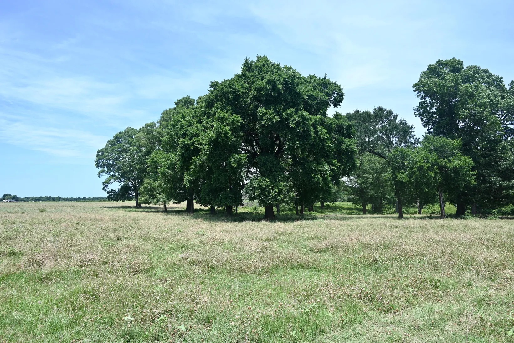 Open pasture shaded by mature oak trees