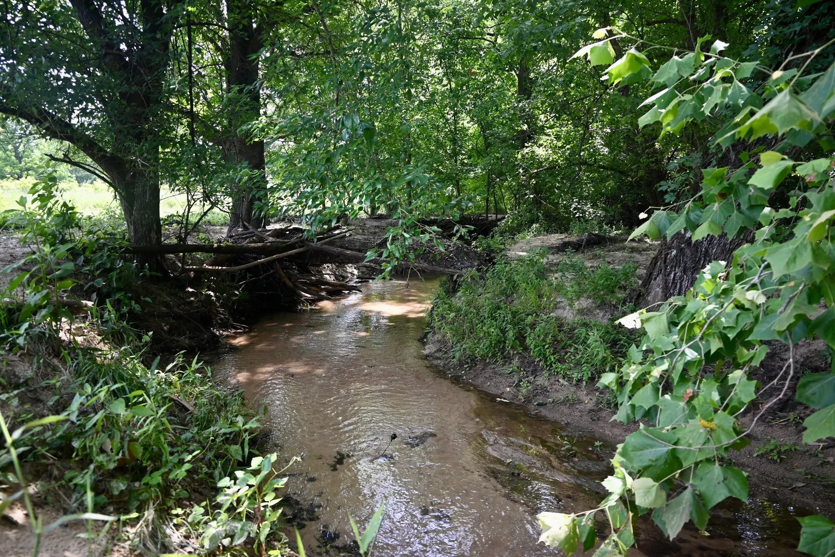 Natural creek flowing through mature timber on the ranch